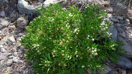 Image of Globularia amygdalifolia Webb