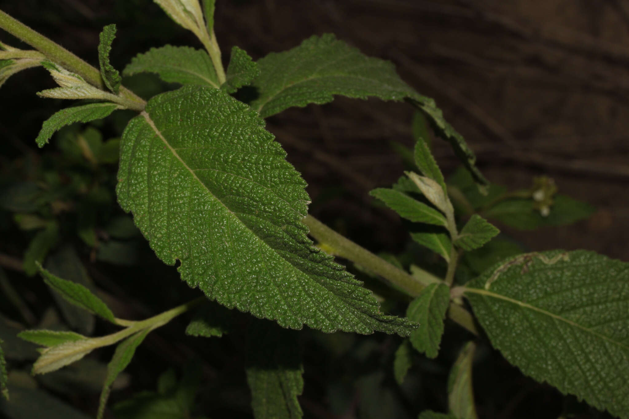 Image of Varronia crenata Ruiz & Pav.