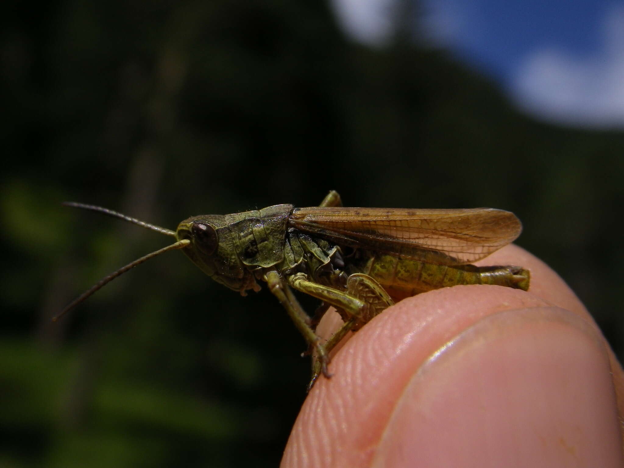 Chorthippus (Glyptobothrus) apricarius (Linnaeus 1758) resmi