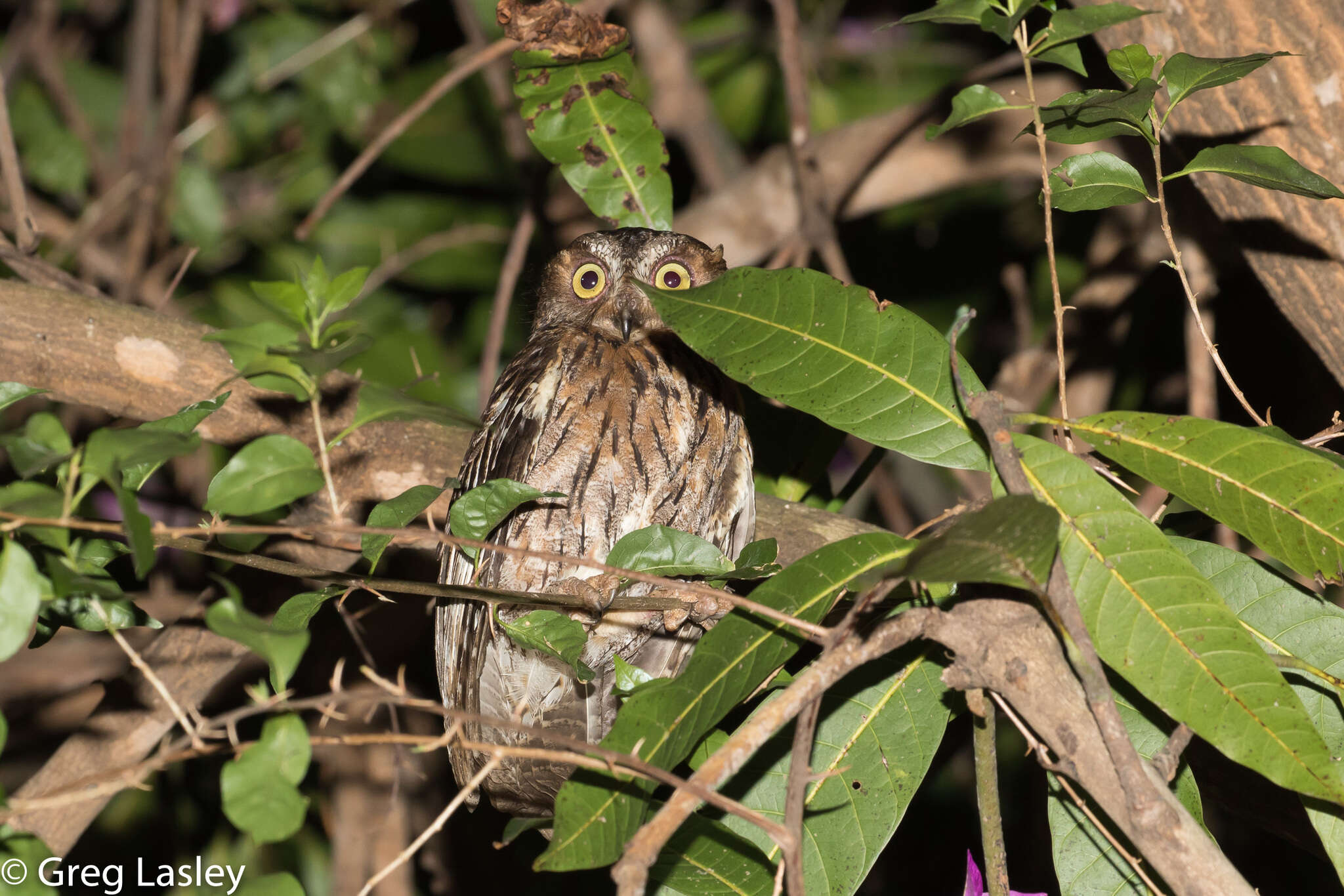 Image of Madagascar Scops-owl