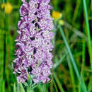 صورة Dactylorhiza venusta (T. Stephenson & T. A. Stephenson) Soó