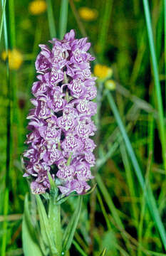 Dactylorhiza venusta (T. Stephenson & T. A. Stephenson) Soó的圖片