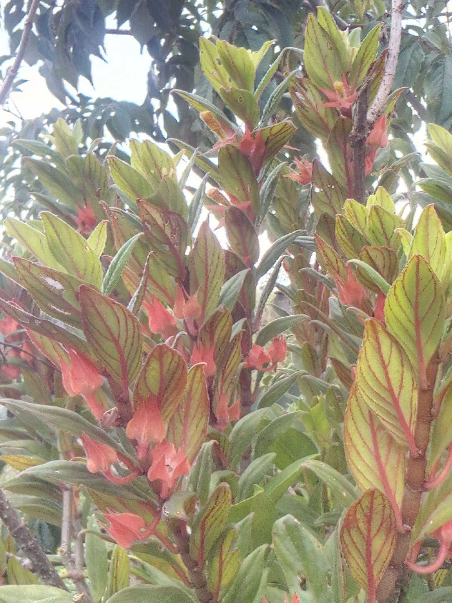 Image of Columnea schiedeana Schltdl.