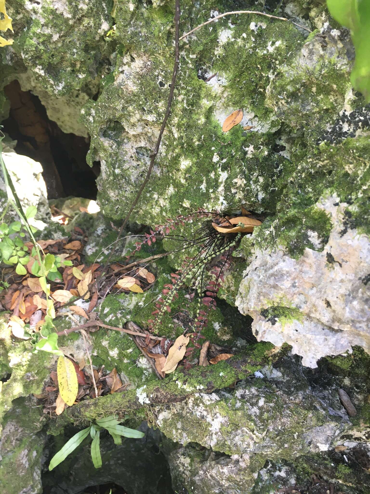 Plancia ëd Asplenium heterochroum Kunze