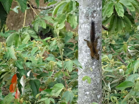 Image of Andean Squirrel