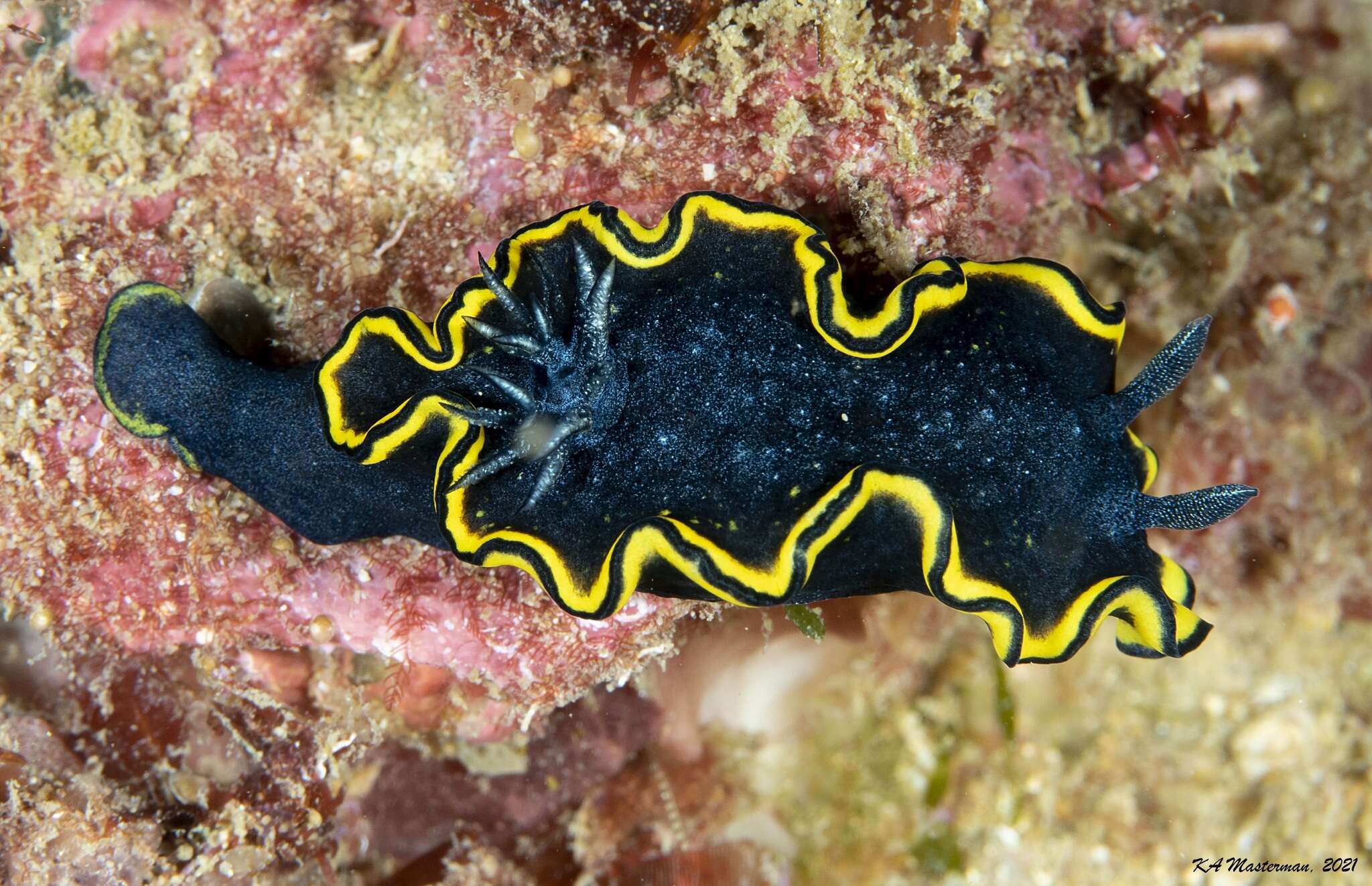 Image of Yellow edge blue slug