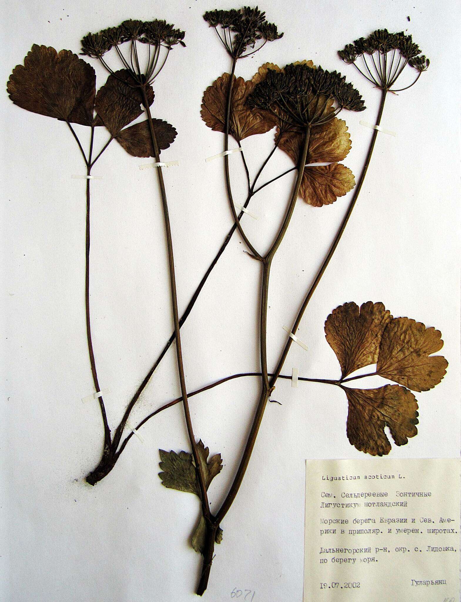 Image of Hulten's licorice-root