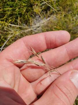 Image of Chionochloa australis (Buchanan) Zotov