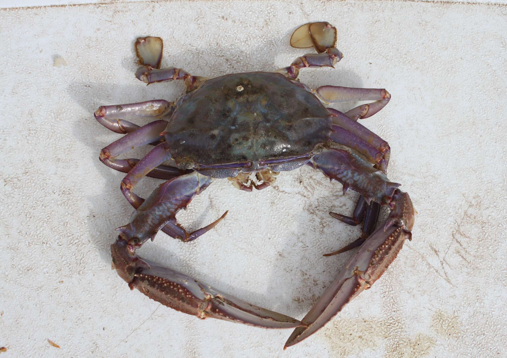 Image of <i>Euphylax robustus</i>