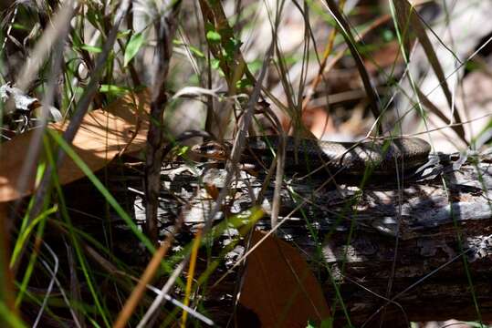 Image of Red-throated Cool-skink