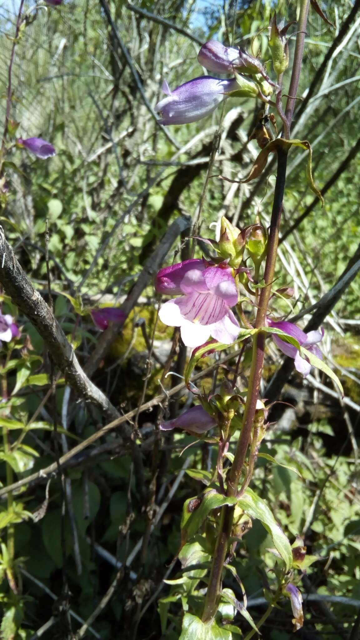 Image of bellflower beardtongue