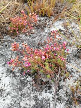 Image of Erica glutinosa Berg.