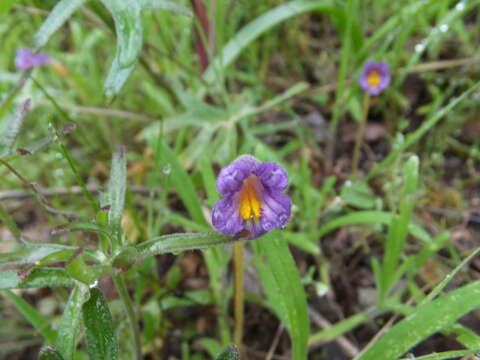 Imagem de Aphyllon purpureum (A. Heller) J. Holub