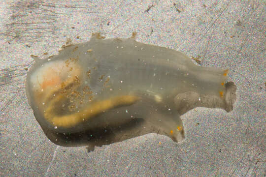 Image of Sea squirt