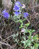 Image of Dampiera lanceolata A. Cunn. ex DC.