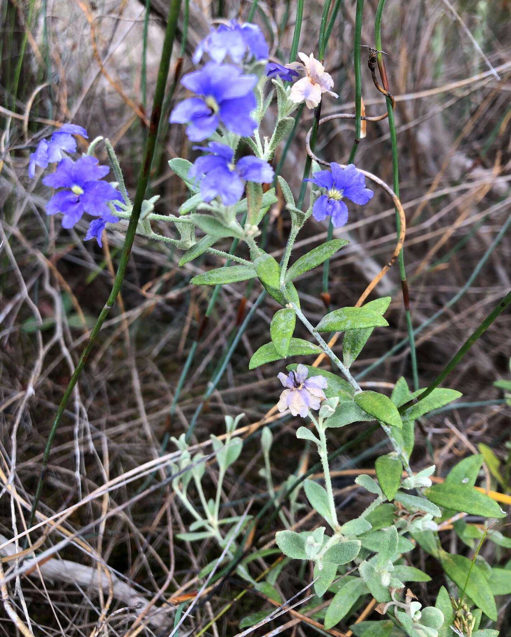 Image of Dampiera lanceolata A. Cunn. ex DC.