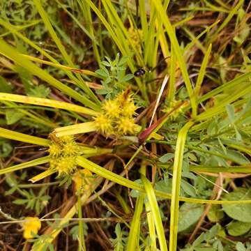 Image of Carex flaviformis Nelmes