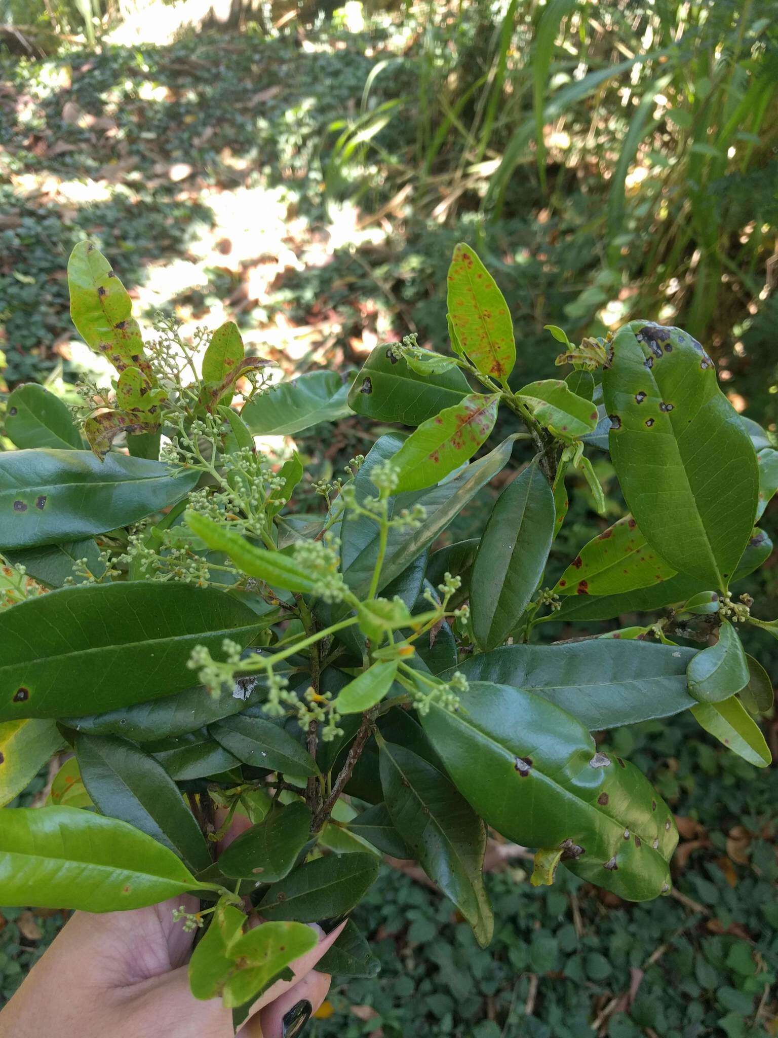 Image of Allspice