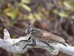 صورة Promachus vexator Becker 1908