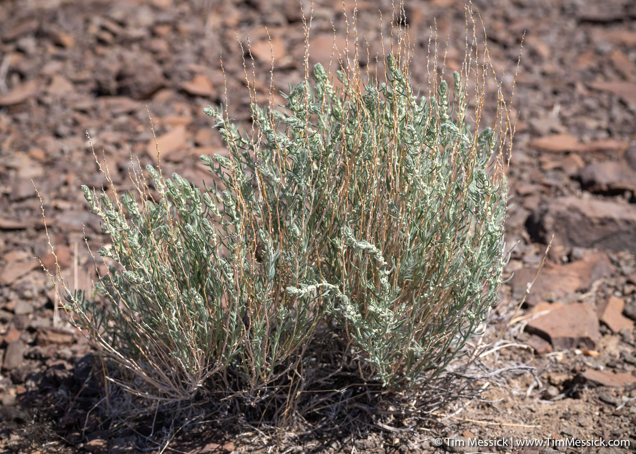 Plancia ëd Neokochia americana (S. Watson) G. L. Chu & S. C. Sand.