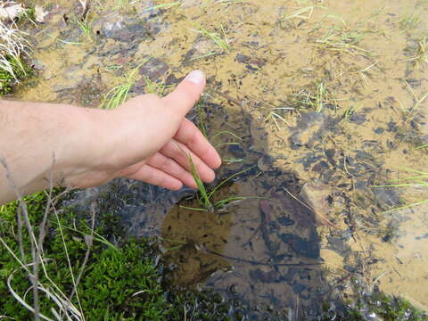 Image of blackfoot quillwort