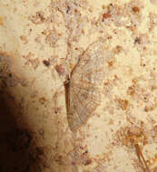 Image of Cankerworm