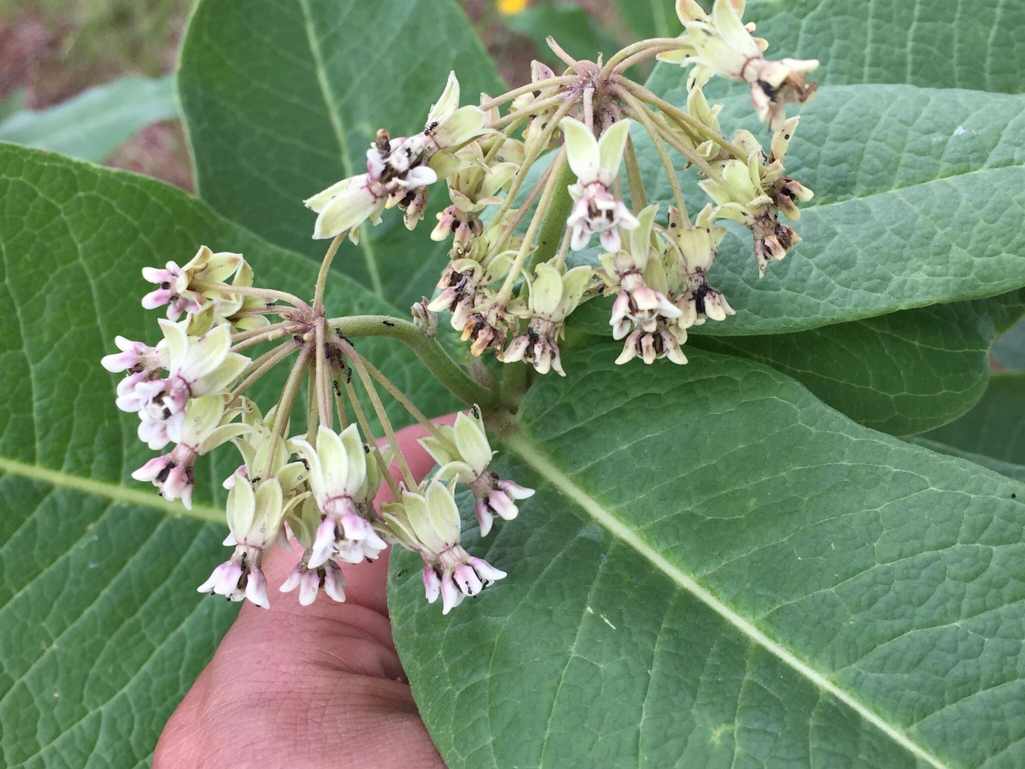 Image of Asclepias scheryi R. E. Woodson