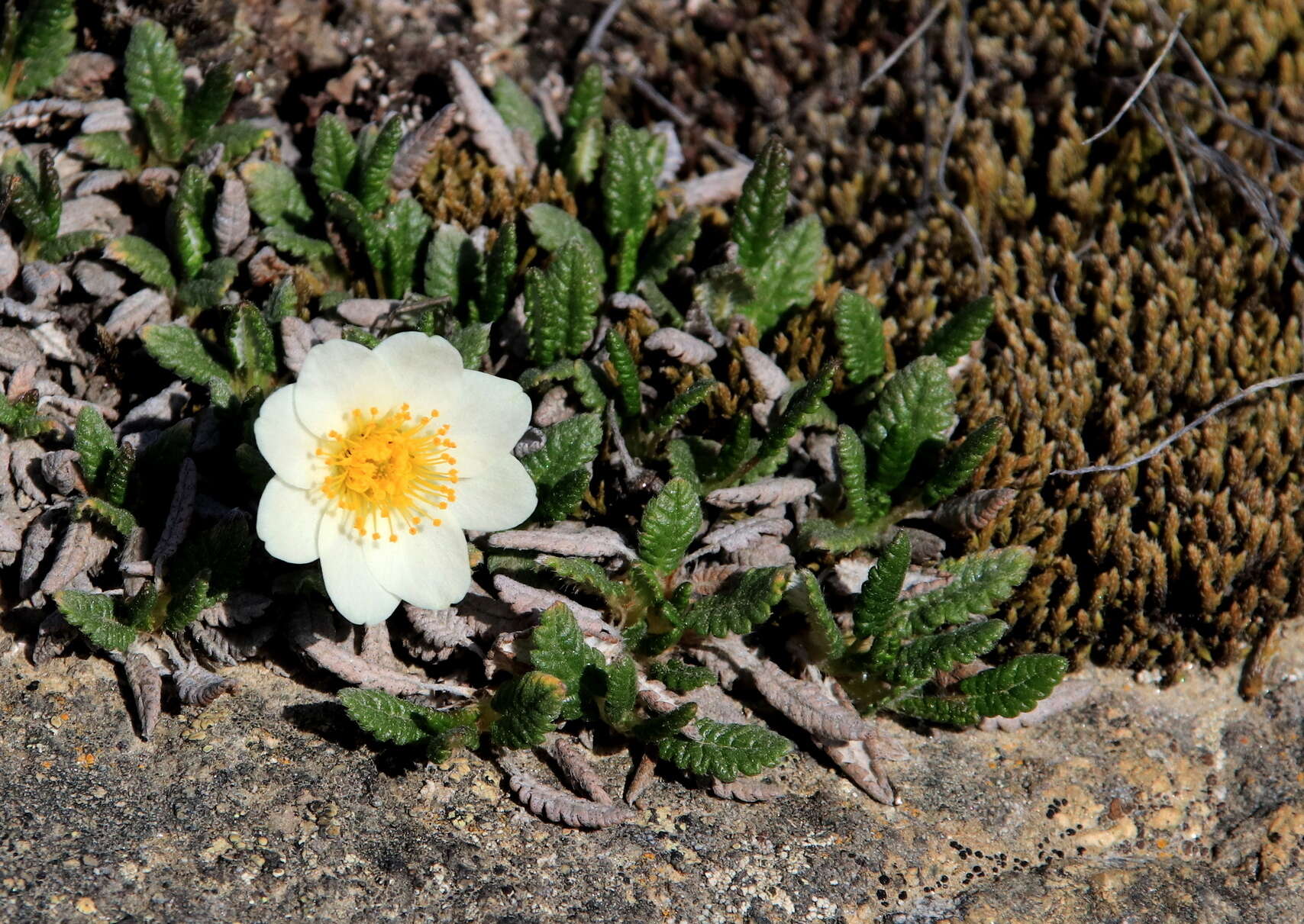 Imagem de Dryas octopetala subsp. oxyodonta (Juz.) Hult.