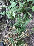 صورة Polemonium foliosissimum var. flavum (Greene) Anway