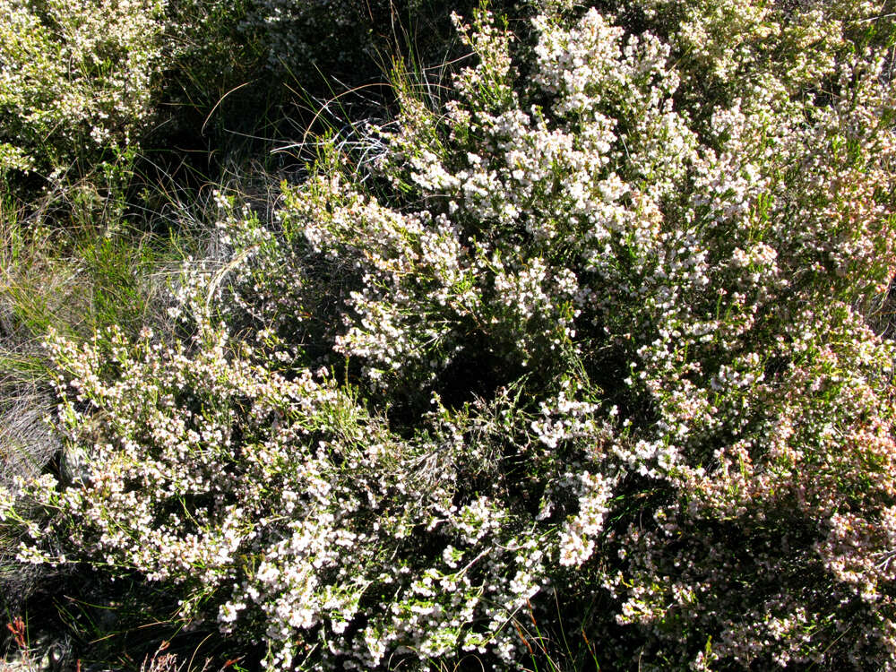 Image of Erica eustacei L. Bolus