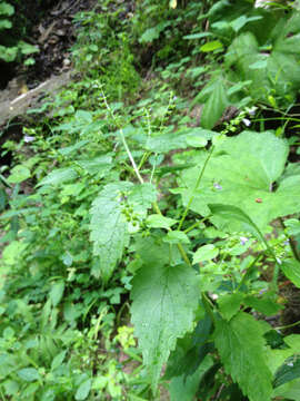 Image of blue skullcap