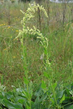 Plancia ëd Beta trigyna Waldst. & Kit.