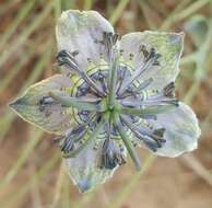 Image of black bread weed