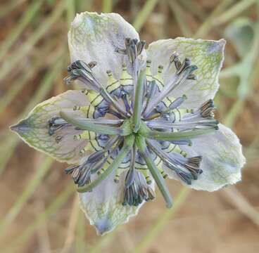 Image of black bread weed