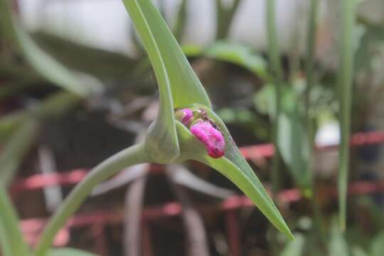 Слика од Tradescantia hirta D. R. Hunt