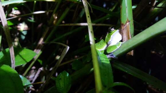 Image of Emerald Green Tree Frog