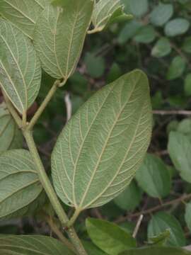 Image of Indian Jujube