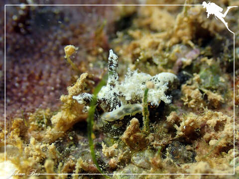 Image of Goniodoris joubini Risbec 1928