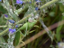 Image of Great green bushcricket