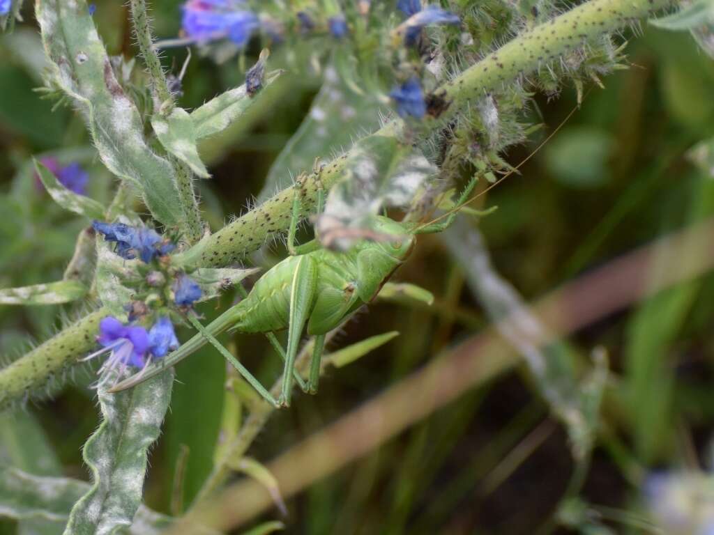 Image of Great green bushcricket