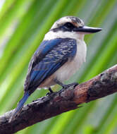 Image of Todiramphus tutus atiu (Holyoak 1974)