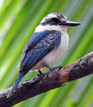 Image of Todiramphus tutus atiu (Holyoak 1974)