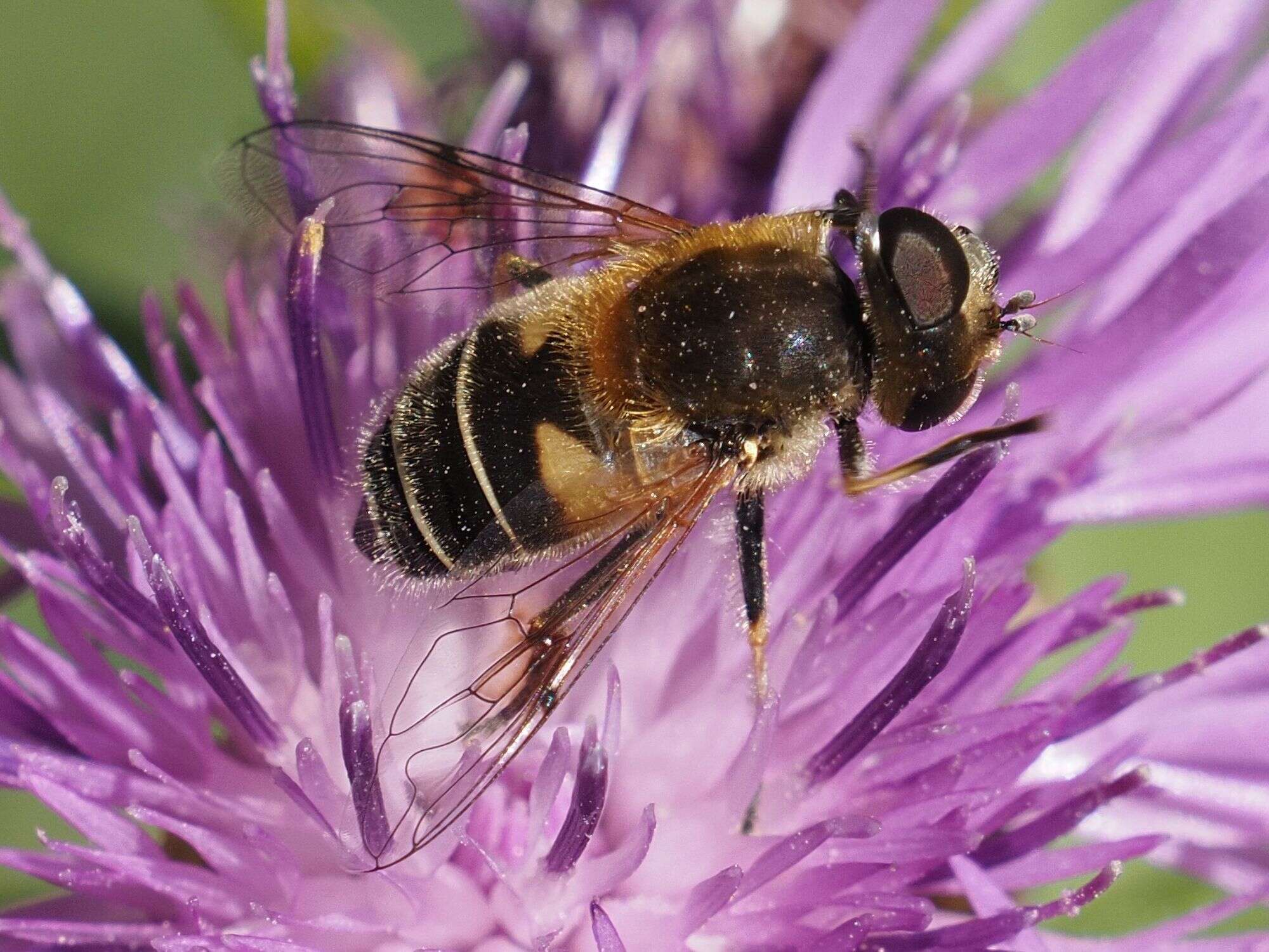 Image of Eristalis jugorum Egger 1858