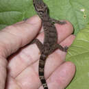 Image of Andamans Bent-toed Gecko