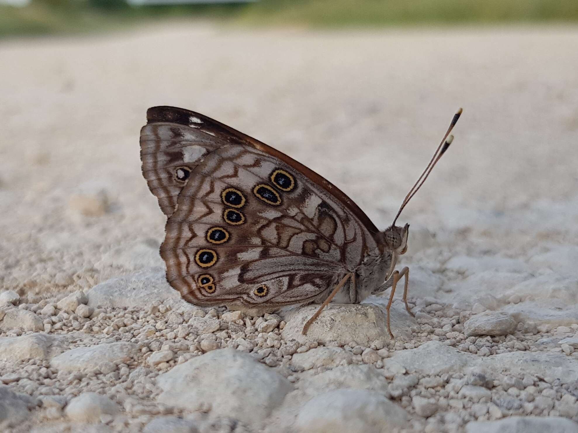 Image de Asterocampa celtis antonia