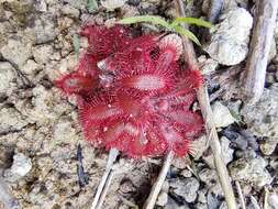 Image of Drosera montana St. Hil.