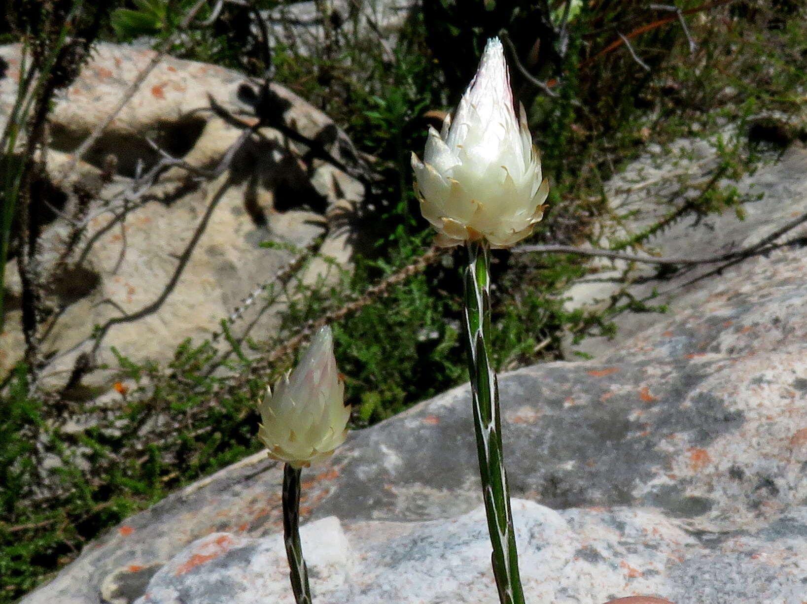 Image of Edmondia sesamoides (L.) O. M. Hilliard