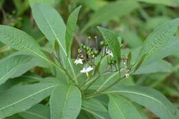 Plancia ëd Solanum aligerum Schltdl.