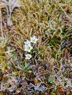 Image of Gentianella lineata (Kirk) T. N. Ho & S. W. Liu