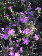 Image of Linanthus californicus (Hook. & Arn.) J. M. Porter & L. A. Johnson